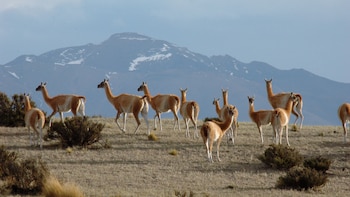 Si los imputados cumplen un