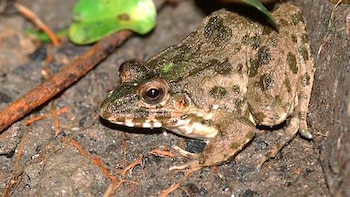 La rana que desafía la