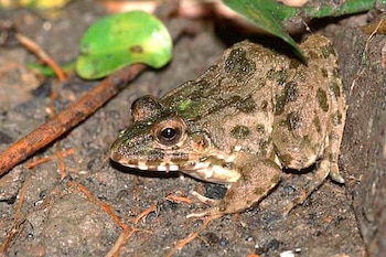 La rana cangrejera es el