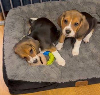 Dos cachorros Beagle de pelaje tricolor en una cama gris. Uno muerde un juguete, el otro observa. Fondo de piso de madera