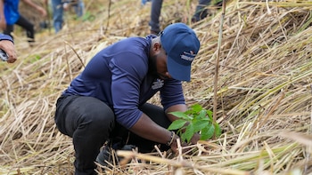 Panamá reforestará 1,320 hectáreas en 2026 ante avance de la deforestación