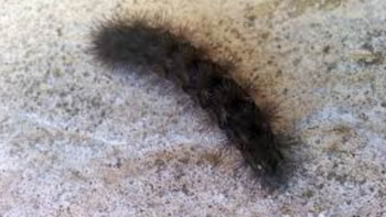 Las polillas adultas y sus