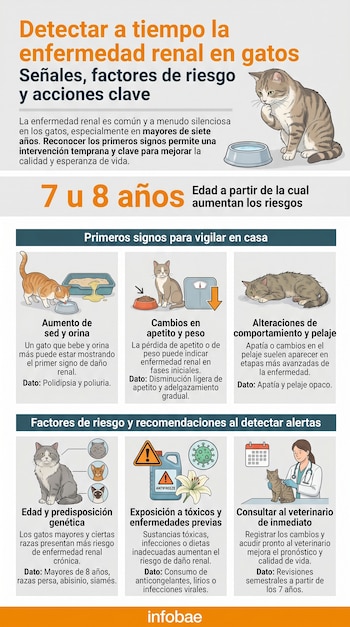 Infografía que ilustra la detección de enfermedad renal en gatos, mostrando imágenes de felinos con síntomas, factores de riesgo y una veterinaria examinando un gato.