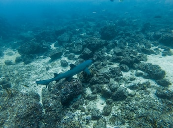 País se prepara para la creciente presión sobre los recursos marinos. (MiAmbiente)