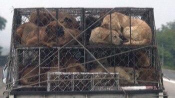 Corea del Sur invertirá 82