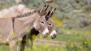 En este condado de California