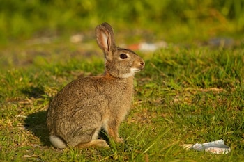 Un conejo de pelaje pardo y cola blanca se encuentra posado de perfil sobre un terreno de hierba verde iluminado por el sol