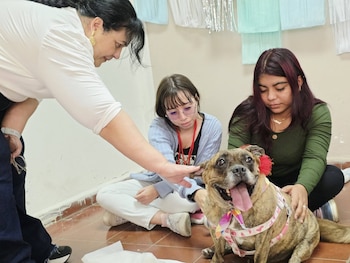 Los caninos Canela y Lili participan en un piloto para acompañar a estudiantes en la semana de evaluaciones (Foto cortesía Facultad de Ciencias Agronómicas)