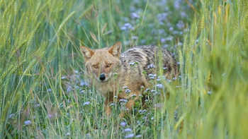 El declive del lobo en Europa permite la expansión de un nuevo depredador que ya se ha visto en España: el chacal común o dorado