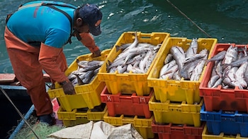Produce fija cuota inicial de 10.000 toneladas de merluza para campaña pesquera 2026-2027