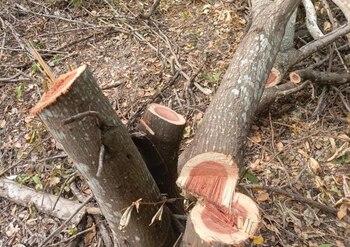 Proceso sancionatorio y posible restauración