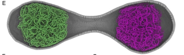 Los científicos combinaron modelos matemáticos y simulaciones espaciales cinéticas para lograr el nivel de detalle (Cell DOI: 10.1016/j.cell.2026.02.009 )