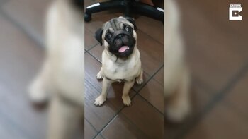04/02/2021 ¿1+1?: Este pug ha