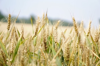 Campo de trigo. (Europa Press)