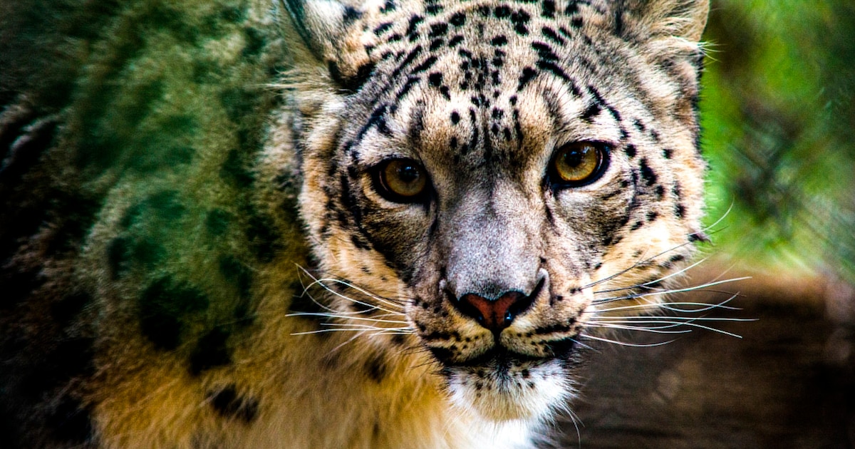 El Auge de la IA en la Conservación: Cómo la Inteligencia Artificial Protege a los Leopardos de las Nieves