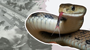 Esta es la serpiente rescatada