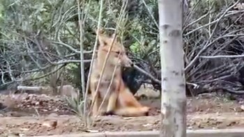 Un gran operativo logró capturar