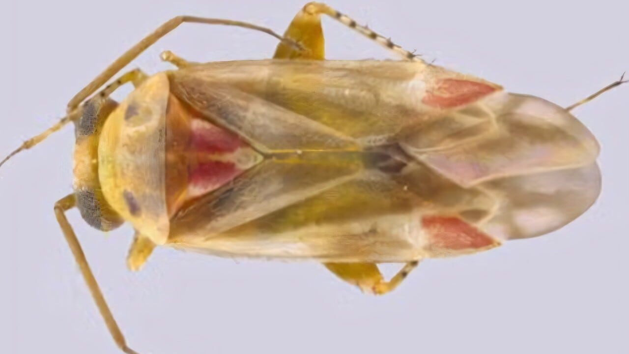 Un estudio científico publicado en Insect Systematics and Evolution bautizó un nuevo género de insectos y cuatro especies con referencias a Taylor Swift.