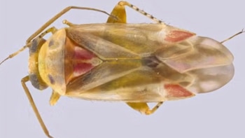 Insecto visto desde arriba con alas amarillentas traslúcidas, detalles rojos en la superficie del cuerpo y antenas finas
