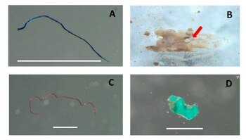 - crédito Instituto de Investigaciones