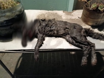 La organización Comodoro Conciencia Activa repudió el homicidio de la gata Josefina y exigió una sanción judicial ejemplar al responsable