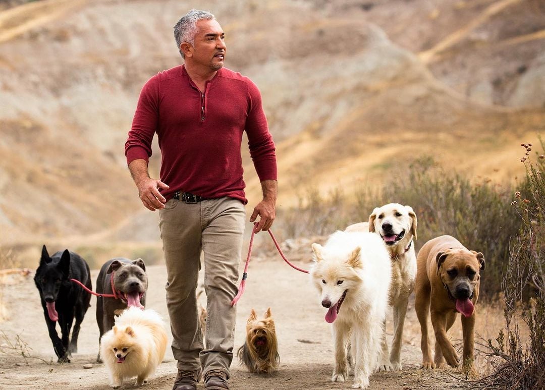 Cesar Millan señaló que la reputación de una raza depende del conocimiento, la experiencia y el manejo humano, no de cualidades intrínsecas del perro (Instagram @cesarsway)