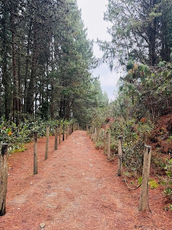 La Resolución 1766 de 2016 reconoce a los cerros como barrera ecológica esencial para la biodiversidad y la regulación del agua en la ciudad de Bogotá - crédito @Alfred_Balle/X