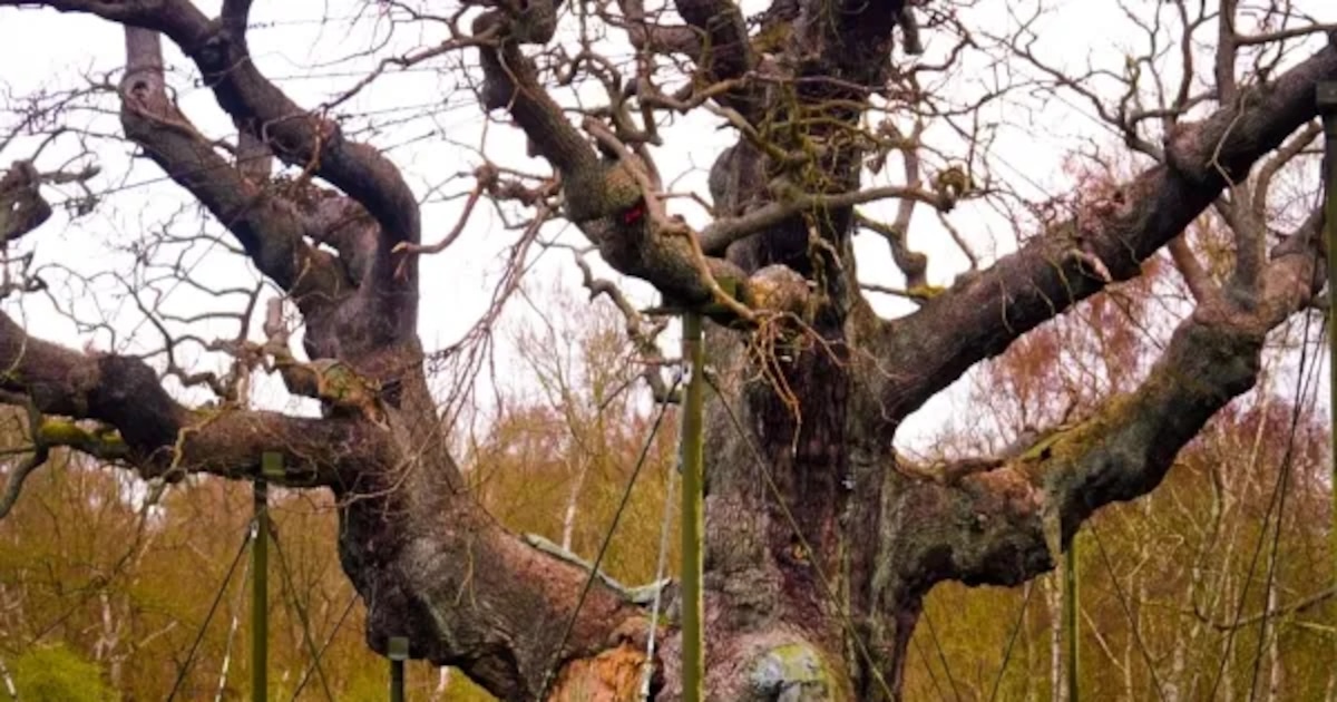 El árbol de Robin Hood ya no está: fin de un mito milenario