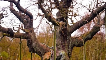 Muere el árbol más famoso de Robin Hood: qué pasó con el Major Oak tras más de 1.000 años de historia