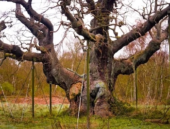 Aunque ya no volverá a brotar, permanecerá en pie para proteger a miles de especies que habitan en su madera (X: @Silvercrowuk)