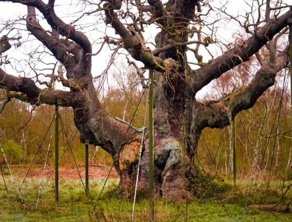 Aunque ya no volverá a brotar, permanecerá en pie para proteger a miles de especies que habitan en su madera (X: @Silvercrowuk)