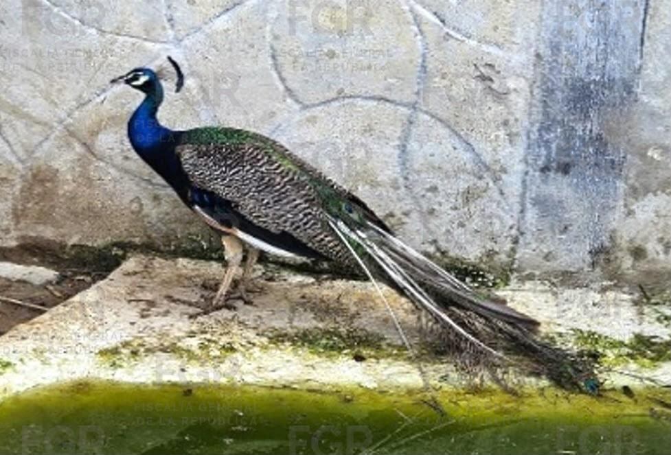 Autoridades encuentran animales enjaulados en Zapopan tras denuncia de rugidos. Crédito: FGR