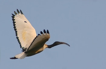 Ejemplar de ibis sagrado en vuelo. (Johan Wessels/Wikimedia Commons)