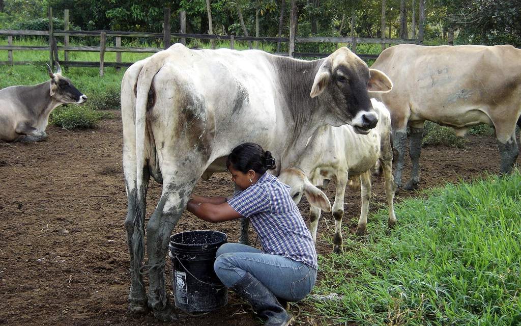 Sequía e importaciones hunden a los ganaderos del Atlántico y desploman la leche