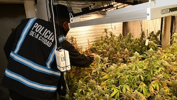 Allanaron una vivienda por violencia de género y hallaron 52 plantas de marihuana en el barrio porteño de Parque Chacabuco