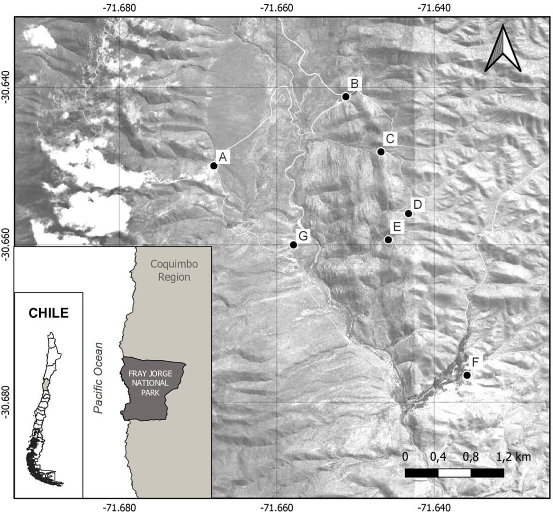 El Parque Nacional Bosque Fray Jorge afronta ciclos de sequía recurrentes con un promedio anual de precipitaciones de 125 milímetros (Gentileza, estudio: La disponibilidad de recursos, determinada por el clima, provoca cambios temporales a mediana y gran escala en las interacciones entre búhos y presas durante 24 años en un ecosistema semiárido, publicado en Ecography)
