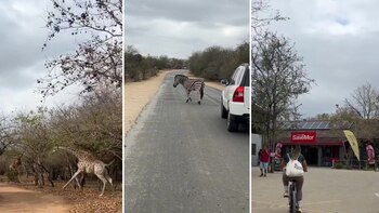 Durante una actividad diaria, una