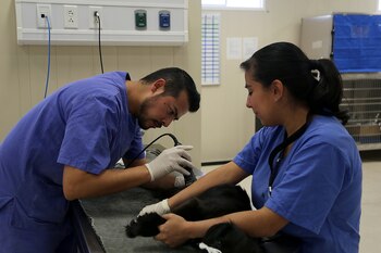 Hospital veterinario (Foto: Twitter)