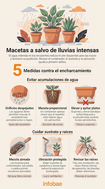 Infografía sobre el cuidado de plantas que incluye ilustraciones de macetas, raíces, tijeras de podar y texto informativo sobre el drenaje.