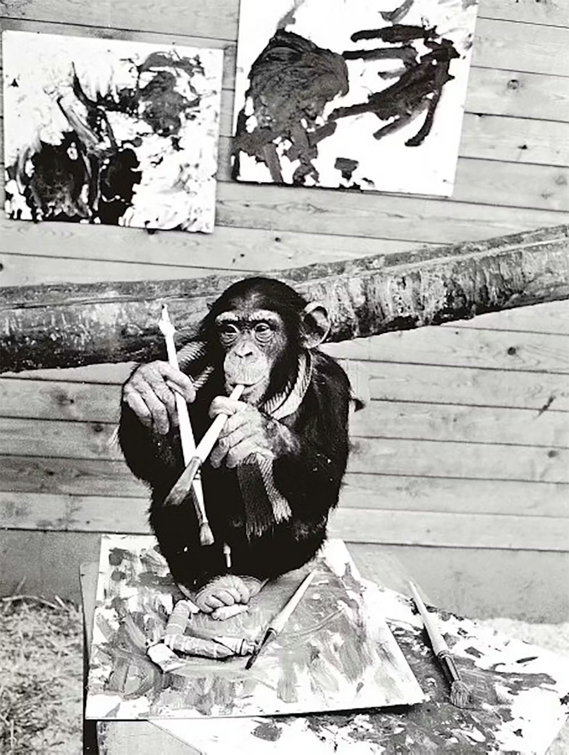 A mediados del siglo pasado era bastante común experimentar con simios cautivos dejándoles pintar con óleos: Peter, también conocido como Pierre Brassau, del zoo sueco Borås Djurpark (Wikimedia Commons)