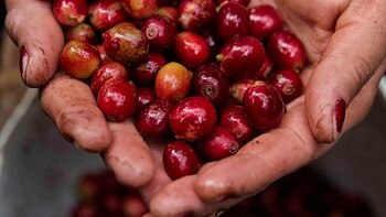 La producción de café colombiano