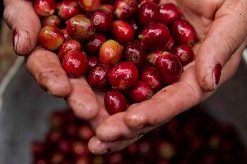 La producción de café colombiano creció un 22% EFE/Gustavo Amador