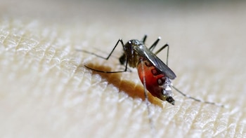 Reaparece en Michigan una rara enfermedad transmitida por mosquitos