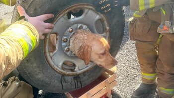 Daisy, perros, razas de perros, animales, mascotas, rescate animal, departamento de bomberos, Estados Unidos