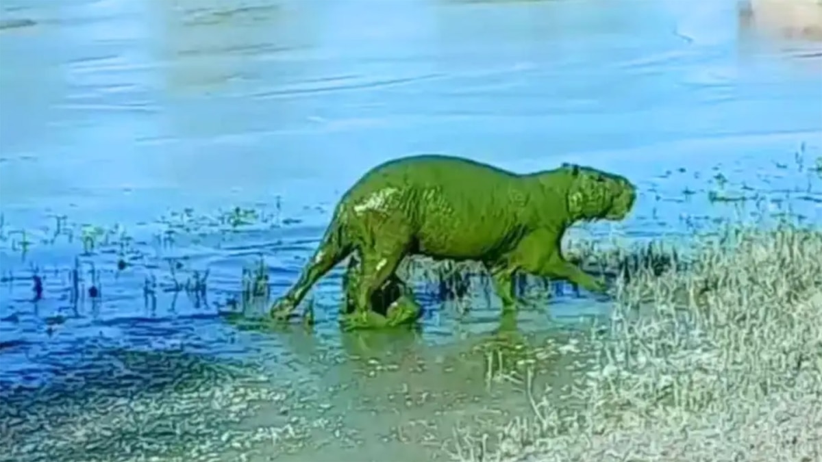 XQ5AQ4A52VAZ3JCO3S4DDGFANY