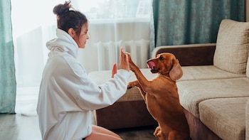 Investigadores explican qué modo de hablar funciona para que tu perro te entienda mejor