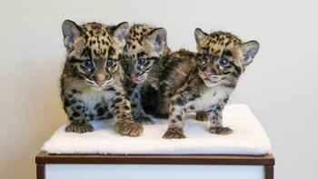 La administración del zoológico de