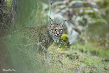 Un lince ibérico en el