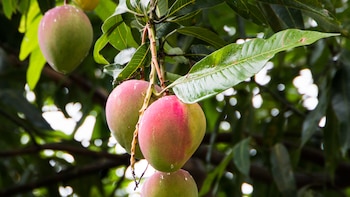 Comienza la temporada del mango español, con la Axarquía malagueña como epicentro: 6.150 hectáreas de cultivo y un consumo que sigue creciendo