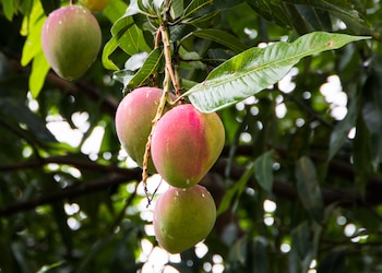 Los mangos europeos cultivados en España comienzan su temporada a finales de verano (Cedida)